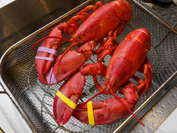 istock Lobsters 1.5 lb Halves Fresh Steamed Bands on Claws 1279691823