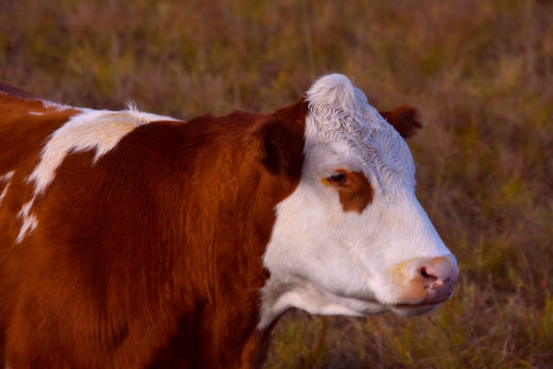 istock Nice cow on a Canadian farm 1279691894
