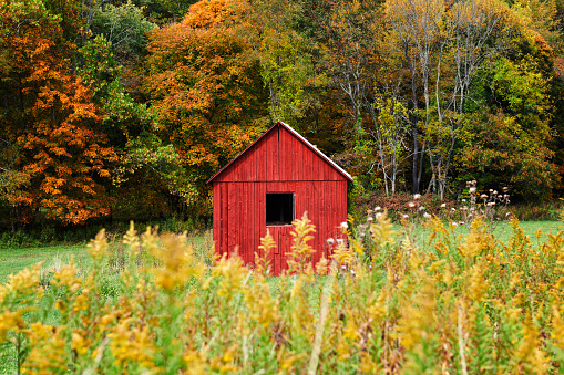 A small red barn in a field set against a line of trees in stunning colors