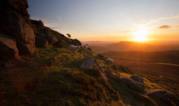 istock Mountain and sheep in Wales 1279693189