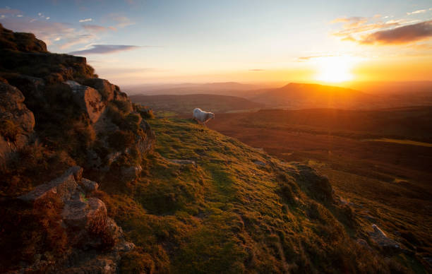 istock Mountain and sheep in Wales 1279693193