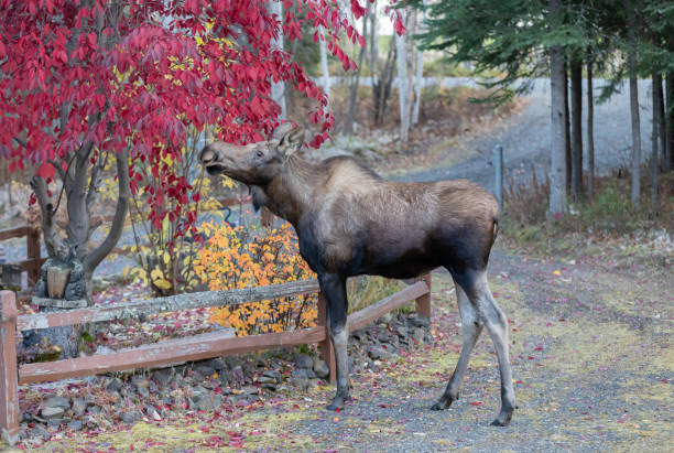 istock Young Moose in Alaska 1279693560