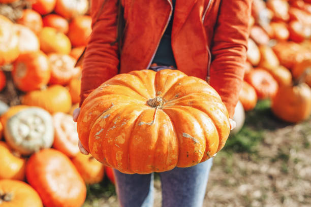 istock Young woman holding big pumpkin 1279694163