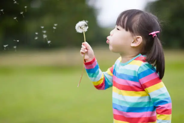 Photo of young girl blowing dandelion in the summer garden morning