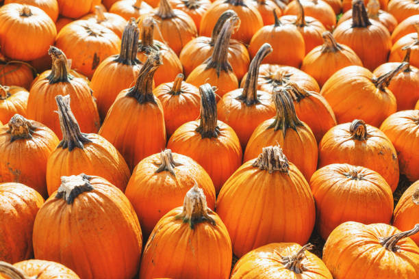 istock Pumpkin field with many pumpkins 1279694649