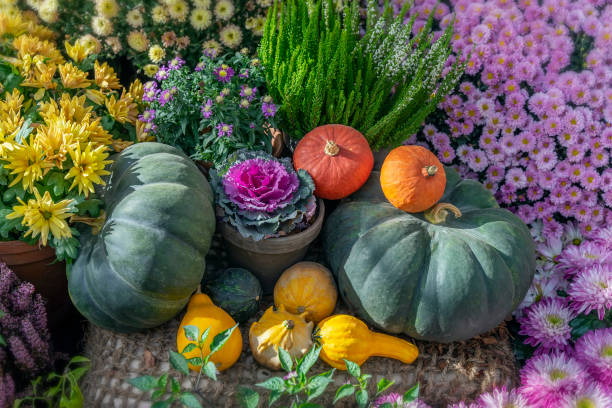 istock Festive rustic composition with fresh bright pumpkins and flowers, autumn background, selective focus. Thanksgiving Day and Halloween concept 1279694678