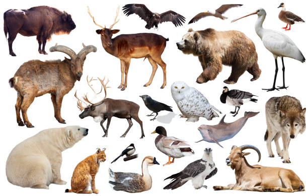 istock european animals isolated 1279694742