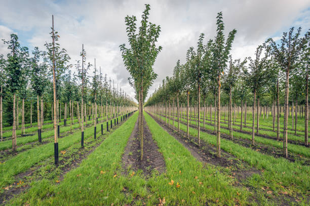 longues rangées de jeunes arbres dans une pépinière hollandaise d’arbre d’avenue - photography cloud plantation plant photos et images de collection