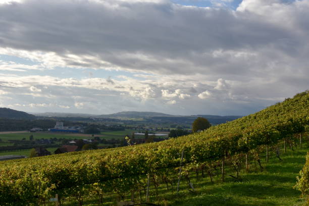 viñedo de otoño en una ladera soleada en la ciudad de weinfelden, municipio de thurgau en suiza. - thurgau fotografías e imágenes de stock