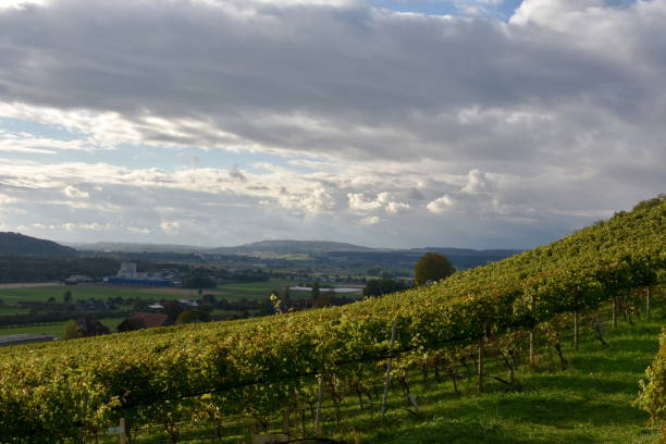 vinhedo de outono em uma encosta ensolarada na cidade de weinfelden, cidade de thurgau na suíça. - thurgau - fotografias e filmes do acervo