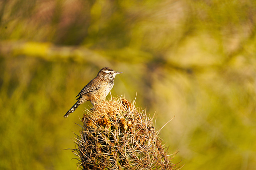 Cactus wren posing on a barrel cactus in Arizona