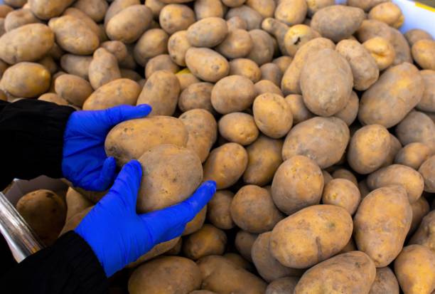 istock Hands in gloves holding raw potatoes on market 1279696843