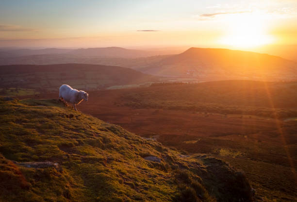 istock Mountain and sheep in Wales 1279697316