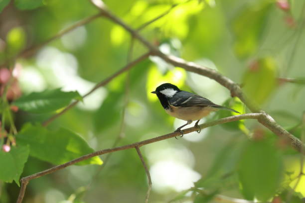 istock a coal tit on a branch of tree. 1279697868