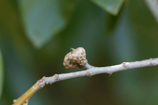 istock Fruit of a shingle oak, Quercus imbricaria 1279698334