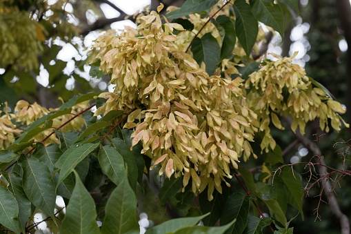 Fruits of a European ash tree, Fraxinus excelsior
