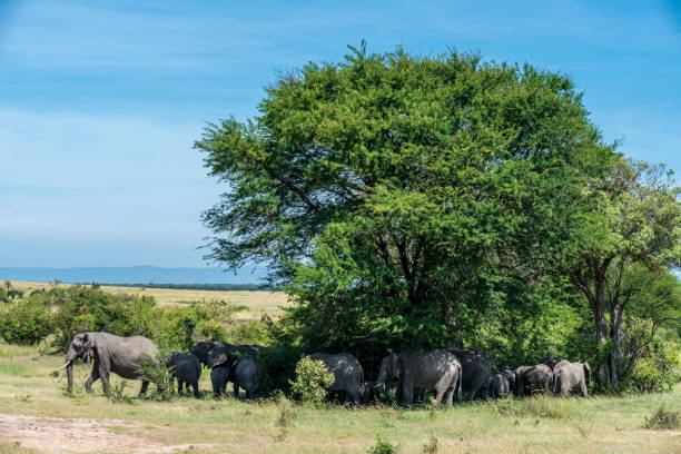 istock African Elephant Herd in the Serengeti Plains 1279699005