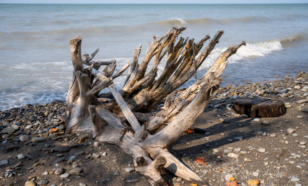 istock Driftwood on Lake Erie beach 1279700072