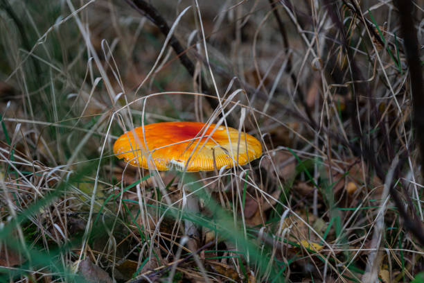 An orange-topped mushroom in dry grass.