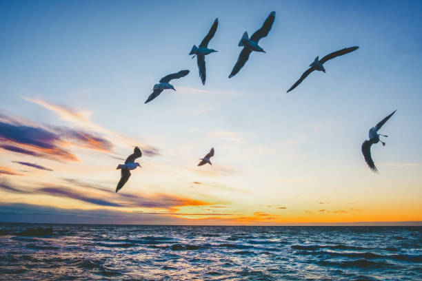 istock Birds flying over ocean at dusk in Australia 1279700364