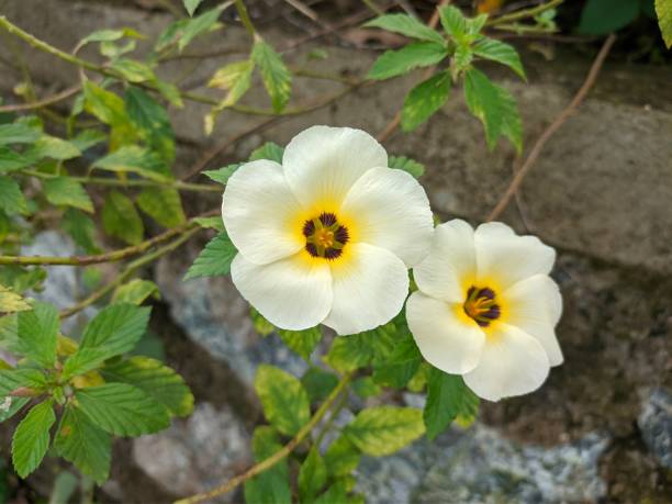 istock Subulata Turnera flowers grow in tropical Borneo 1279700376