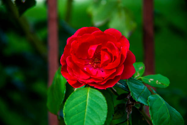 rosa gálica - gallica rose - fotografias e filmes do acervo