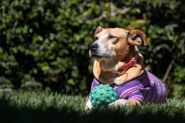 istock A senior female dog 1279704326
