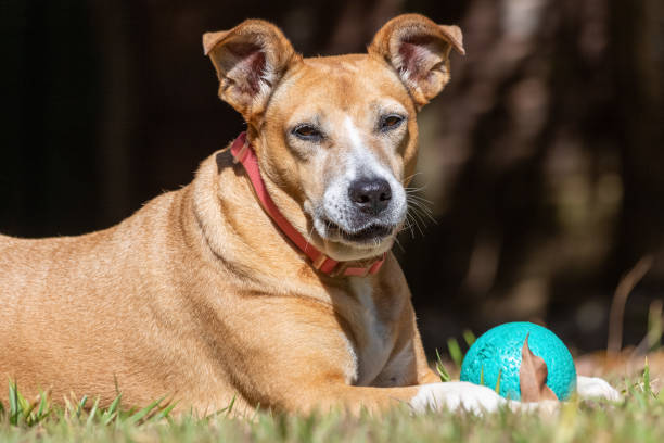 istock A senior female dog 1279704327