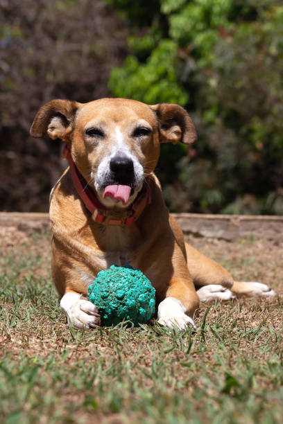 istock A senior female dog 1279704332