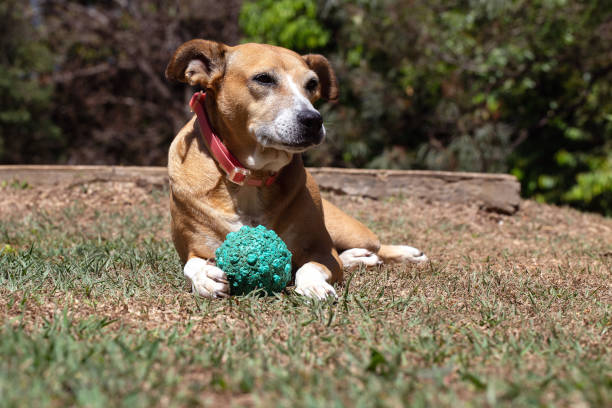 istock A senior female dog 1279704336