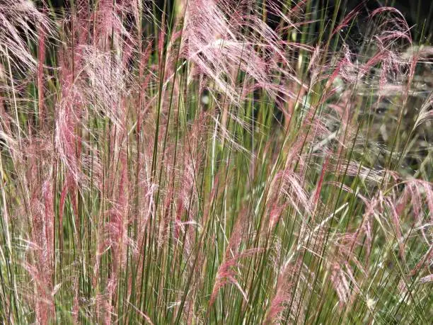 Muhly Grass is commonly known as the Hairawn Muhly.