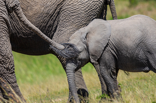 A juvenile African elephant follows its mother along with the rest of the herd.