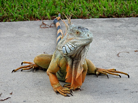 Green Iguana front view