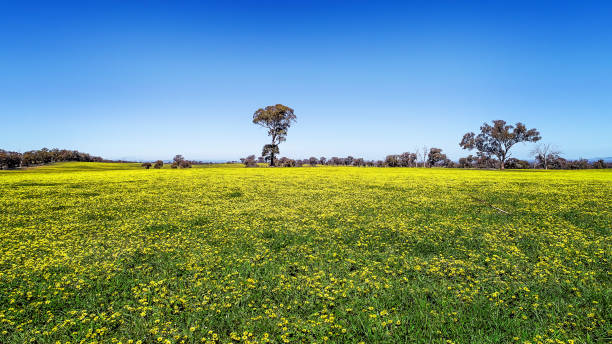 istock Field of yellow flowers 1279707236