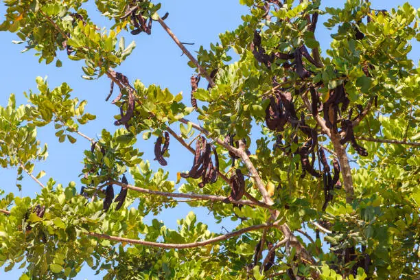 Photo of Carob tree (latin name - Ceratonia siliqua) fruits, hanging from a branch.