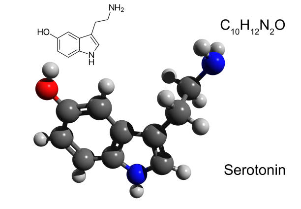 istock Chemical formula, structural formula and 3D ball-and-stick model of serotonin 1279708106