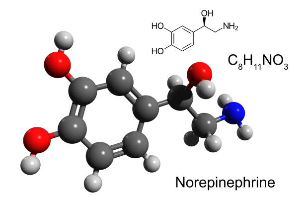 istock Chemical formula, structural formula and 3D ball-and-stick model of norepinephrine 1279708107