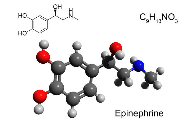 istock Chemical formula, structural formula and 3D ball-and-stick model of epinephrine 1279708124