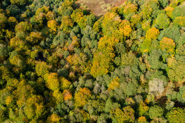 istock Aerial view of fall colors 1279708196
