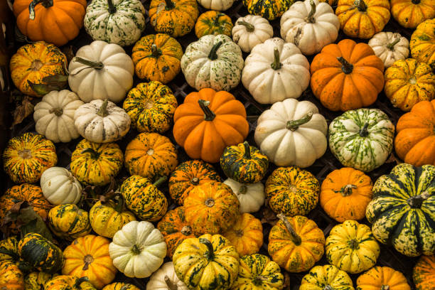istock Gourds on Display in the Market 1279708976
