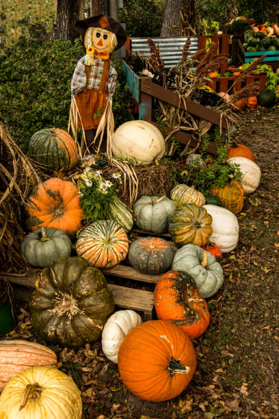 istock Market Display of Pumpkins 1279708982