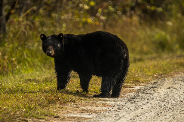 istock Black Bear Walking Towards the Woods 1279709054
