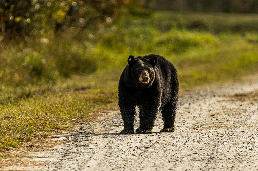 A black bear walking down a gravel road in the Alligator River National Wildlife Refuge near Manteo, North Carolina.