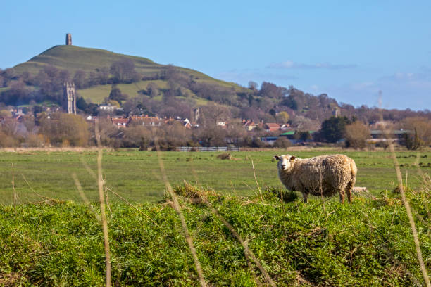 sheep grazing with glastonbury tor in the background in somerset, uk - glastonbury tor imagens e fotografias de stock