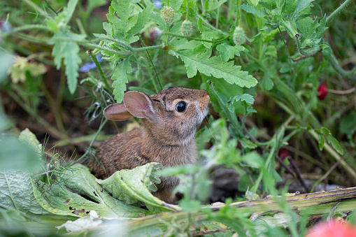 A wild baby rabbit feeding on herbs in a garden,