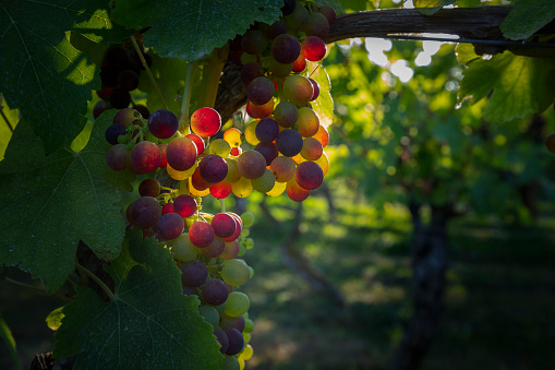 Grapes ripening on the vine in a Oregon vineyard.
