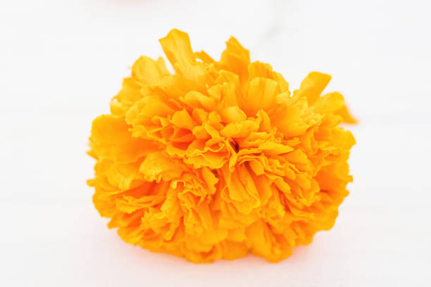 Dia de los muertos flowers