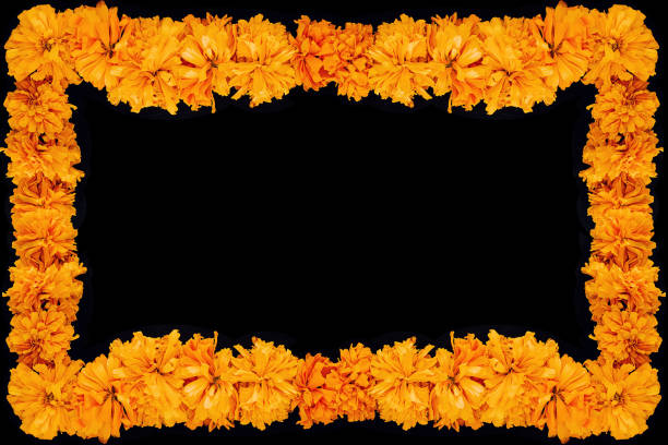 cempasuchil flower frame, mexican flower of the day of the dead in mexico - erecta imagens e fotografias de stock