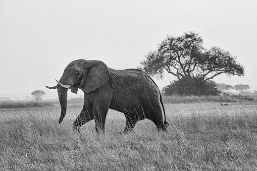 Illustration elephant with intersecting black and white lines, standing sideways in solitary grace, isolated on white background.