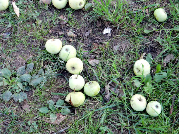 istock autumn fallen apples in green grass 1279718447